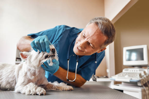 Best Emergency Treatment for Dental Infections or Abscesses in New Boston, TX